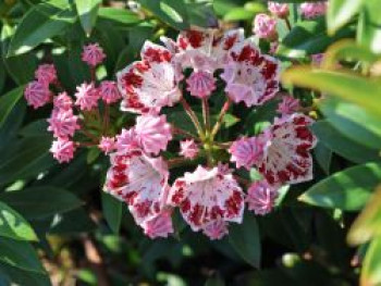 Berglorbeer / Lorbeerrose 'Minuet', 20-25 cm, Kalmia latifolia var. myrtifolia 'Minuet', Containerware