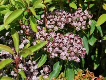 Berglorbeer / Lorbeerrose 'Mitternacht', 25-30 cm, Kalmia latifolia 'Mitternacht', Containerware