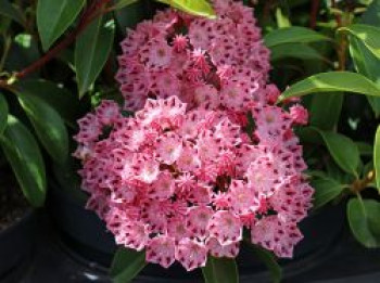 Berglorbeer / Lorbeerrose &#8218;Moyland&#8216;, 20-25 cm, Kalmia latifolia var. myrtifolia &#8218;Moyland&#8216;, Containerware