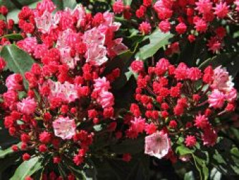 Berglorbeer / Lorbeerrose &#8218;Olympic Fire&#8216;, 25-30 cm, Kalmia latifolia &#8218;Olympic Fire&#8216;, Containerware