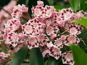 Berglorbeer / Lorbeerrose 'Olympic Wedding', 20-25 cm, Kalmia latifolia 'Olympic Wedding', Containerware