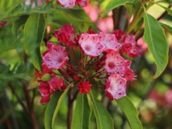 Berglorbeer / Lorbeerrose &#8218;Ostbo Red&#8216;, 15-20 cm, Kalmia latifolia &#8218;Ostbo Red&#8216;, Containerware