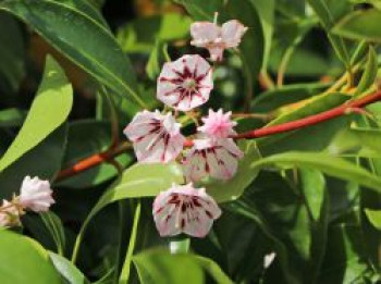 Berglorbeer / Lorbeerrose &#8218;Peppermint&#8216;, 20-30 cm, Kalmia latifolia &#8218;Peppermint&#8216;, Containerware