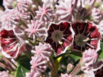 Berglorbeer / Lorbeerrose 'Pinwheel', 25-30 cm, Kalmia latifolia 'Pinwheel', Containerware