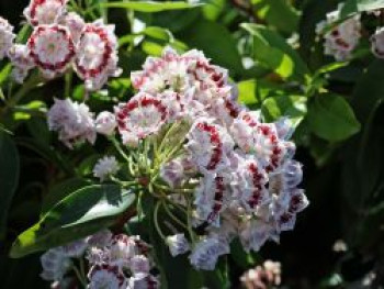 Berglorbeer 'Nani', 20-30 cm, Kalmia latifolia 'Nani', Containerware