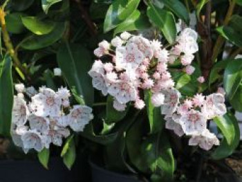 Berglorbeer 'Zebulon', 20-25 cm, Kalmia latifolia 'Zebulon', Containerware