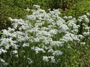 Bertrams-Garbe 'Diadem', Achillea ptarmica 'Diadem', Containerware