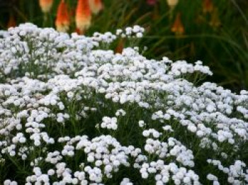 Bertrams-Garbe &#8218;Peter Cottontail&#8216;, Achillea ptarmica &#8218;Peter Cottontail&#8216;, Topfware