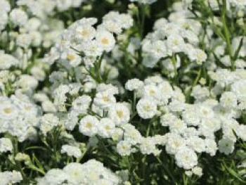 Bertrams-Garbe &#8218;The Pearl&#8216;, Achillea ptarmica &#8218;The Pearl&#8216;, Topfware