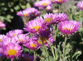 Strandkraut 'Sea Breeze', Erigeron glaucus 'Sea Breeze', Topfware