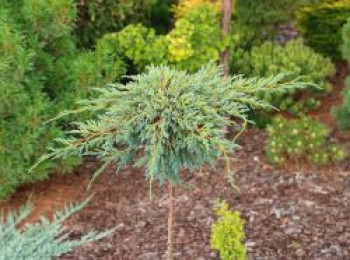Beschuppter Wacholder 'Starfish', Stamm 90-100 cm, 110-120 cm, Juniperus squamata 'Starfish', Containerware