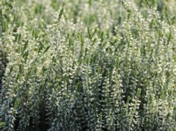 Besenheide Gardengils ® 'Bettina', 10-15 cm, Calluna vulgaris Gardengirls ® 'Bettina', Topfware