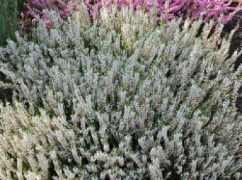 Besenheide 'Long White', 10-15 cm, Calluna vulgaris 'Long White', Topfware