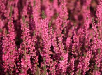 Besenheide 'Red Star', 10-15 cm, Calluna vulgaris 'Red Star', Topfware