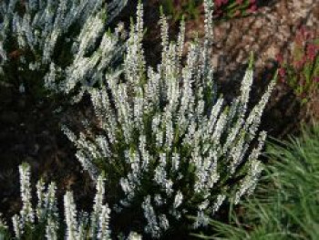 Besenheide / Sommerheide GardenGirls ® 'Alicia', 10-15 cm, Calluna vulgaris GardenGirls ® 'Alicia', Topfware