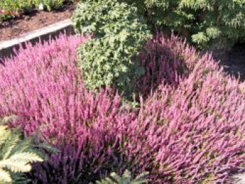 Besenheide / Sommerheide 'Aphrodite', 10-20 cm, Calluna vulgaris 'Aphrodite', Topfware