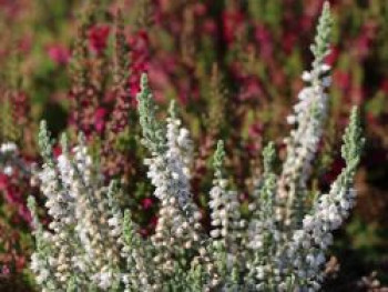 Besenheide / Sommerheide &#8218;Beoley Silver&#8216;, 10-15 cm, Calluna vulgaris &#8218;Beoley Silver&#8216;, Topfware