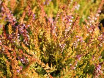 Besenheide / Sommerheide &#8218;Boskoop&#8216;, 10-20 cm, Calluna vulgaris &#8218;Boskoop&#8216;, Topfware