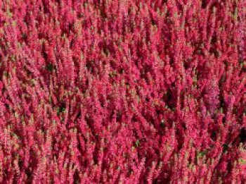 Besenheide / Sommerheide 'Dark Beauty', 10-20 cm, Calluna vulgaris 'Dark Beauty', Topfware