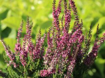 Besenheide / Sommerheide Gardengirls ® 'Amethyst', 15-20 cm, Calluna vulgaris Gardengirls ® 'Amethyst', Topfware