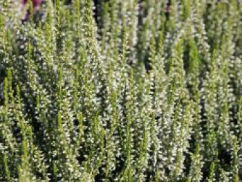 Besenheide / Sommerheide &#8218;Helena&#8216;, 10-15 cm, Calluna vulgaris &#8218;Helena&#8216;, Topfware