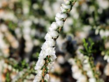 Besenheide / Sommerheide &#8218;Kinlochruel&#8216;, Calluna vulgaris &#8218;Kinlochruel&#8216;, Topfware