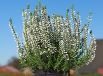 Besenheide / Sommerheide 'Madonna', 15-20 cm, Calluna vulgaris 'Madonna', Topfware