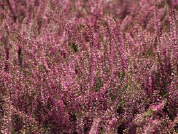 Besenheide / Sommerheide 'Marlies', Calluna vulgaris 'Marlies', Topfware