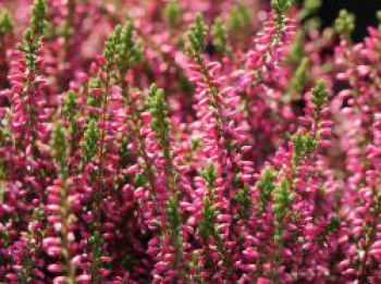 Besenheide / Sommerheide &#8218;Rosita&#8216;, 10-20 cm, Calluna vulgaris &#8218;Rosita&#8216;, Topfware