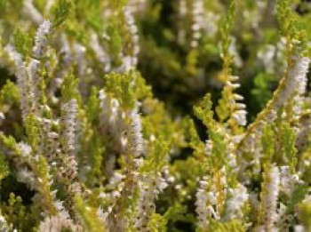 Besenheide / Sommerheide &#8218;Westerlee Gold&#8216;, 10-15 cm, Calluna vulgaris &#8218;Westerlee Gold&#8216;, Topfware