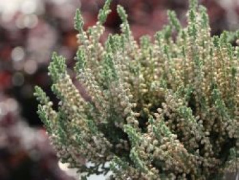 Besenheide 'Velvet Fascination', 10-15 cm, Calluna vulgaris 'Velvet Fascination', Topfware