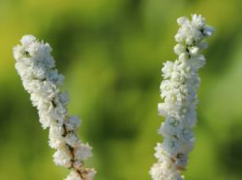 Besenheide 'White Coral', 10-15 cm, Calluna vulgaris 'White Coral', Topfware