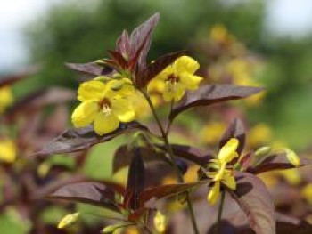 Bewimperter Felberich &#8218;Firecracker&#8216;, Lysimachia ciliata &#8218;Firecracker&#8216;, Topfware