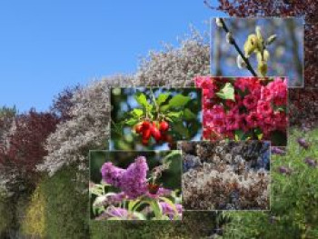 Bienen-Nährgehölz-Hecke aus 10 Pflanzen, 60-100 cm, Diese bienenfreundliche Hecke fällt auf!, Containerware