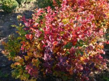 Birkenblättrige Spiere, 20-30 cm, Spiraea betulifolia, Containerware