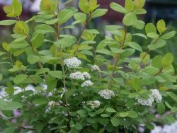 Birkenblättrige Spiere &#8218;Tor Gold&#8216;, Spiraea betulifolia &#8218;Tor Gold&#8216;, Topfware