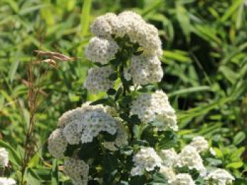 Birkenblättrige Spiere &#8218;Tor&#8216;, 20-30 cm, Spiraea betulifolia &#8218;Tor&#8216;, Containerware