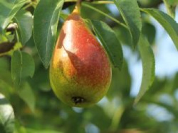 Birne 'Talgar Beauty', Stamm 40-60 cm, 120-160 cm, Pyrus communis 'Talgar Beauty', Containerware