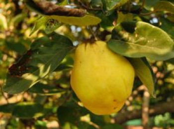 Birnenquitte &#8218;Cydora Robusta&#8216;, Stamm 40-60 cm, 120-160 cm, Cydonia &#8218;Cydora Robusta&#8216;, Containerware