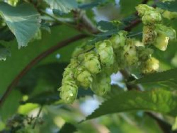 Bitterhopfen 'Target', Humulus lupulus 'Target', Containerware