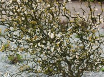 Bitterorange 'Flying Dragon', 10-20 cm, Poncirus trifoliata 'Flying Dragon', Topfware