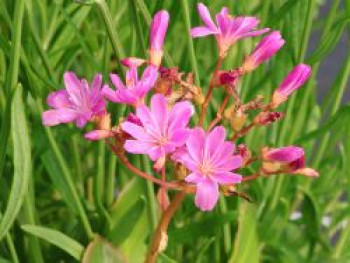 Bitterwurz 'Elise', Lewisia cotyledon 'Elise', Topfware