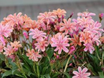 Bitterwurz &#8218;Little Plum&#8216;, Lewisia longipetala &#8218;Little Plum&#8216;, Topfware