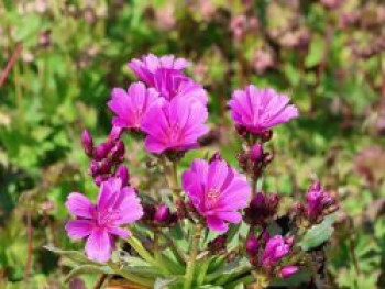 Bitterwurz 'Little Raspberry', Lewisia longipetala 'Little Raspberry', Topfware
