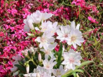 Bitterwurz 'Little Snowberry', Lewisia longipetala 'Little Snowberry', Topfware