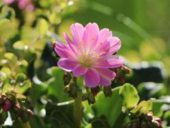 Bitterwurz, Lewisia cotyledon, Topfware