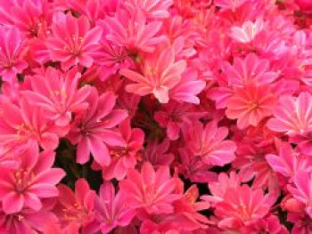 Bitterwurz 'Safira Coral', Lewisia cotyledon 'Safira Coral', Topfware