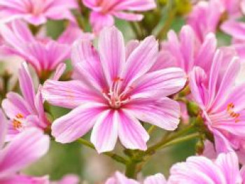 Bitterwurz Safira &#8218;Pink&#8216;, Lewisia cotyledon Safira &#8218;Pink&#8216;, Topfware