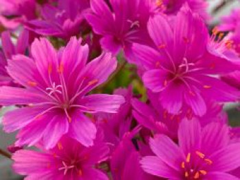 Bitterwurz 'Safira Violet', Lewisia cotyledon 'Safira Violet', Topfware
