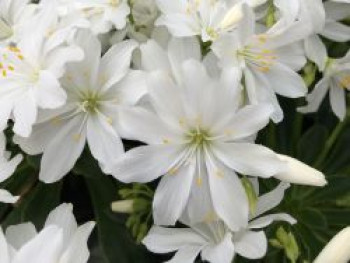 Bitterwurz Safira 'White', Lewisia cotyledon Safira 'White', Topfware